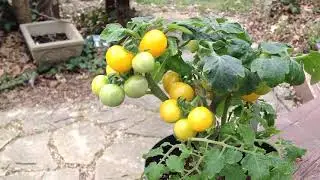 Monteka Micro Dwarf Tomato. Sweet Little Things On 8 Inch Plants!