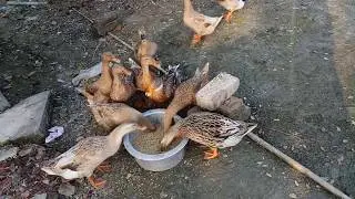 BEST DUCK COMPILATION VIDEO | Funny Duck Videos Compilation
