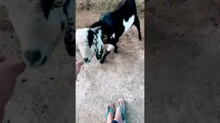Goat veterinary field case #veterinarypharmacist #animals #animals #veterinarymedicine #veterinary