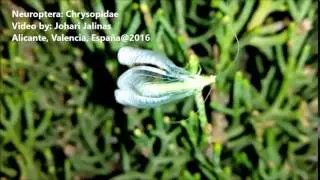 Neuroptera:Chrysopidae