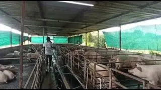 pig farming shade Disinfecting@PADMAVATIAGROFARMMAHARASHTRA #pigfarmmaharashtra #varahpalan