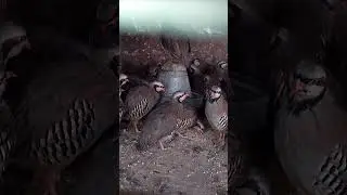 Qabli Chakoor Shikari female Awaz