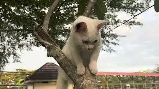 found a cute cat playing in the park