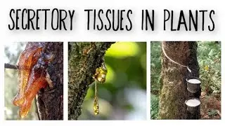 Secretory tissues in Plants || Resins, gums, tannins, mucilage, Latex
