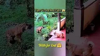 Brave Dog Save man from tiger attack 😱#tiger #animals #pets #Dog#tigerfight #dogfight