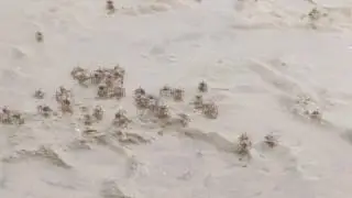 Tsunami Island, malvan