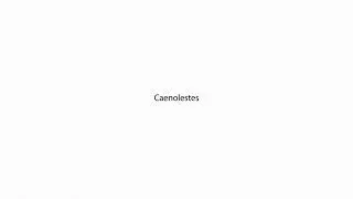 Caenolestes PRONUNCIATION
