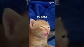 sleepiest kitten is eepy 🥹🥹 #shorts #cat #kitten #sleepycat #eepy