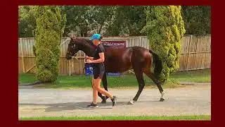 Lot 254 JK Luckbealady   Vincent Colt