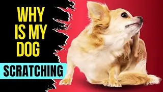 Почему моя собака постоянно кусается, чешется и царапается?