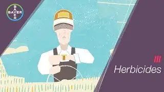 Early Weed Removal | Bayer Canada