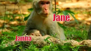 Mom Jane Bring Baby Janna Finding Some Food, Then Bring Baby Janna Take Rest On The High Tree