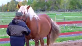 Art2Ride Associate Trainer Program: Tytti and Poly: Work In Hand Self critique