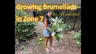 Growing Bromeliads in Zone 7