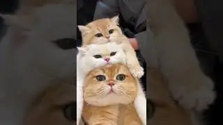 #caption How soft does this look? #cutecats #catlover #cuteanimals #kitty #shortvideo