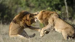 Animals fight , funny fights , lion attack,dog fights, funny cat fights, deer fight real footage