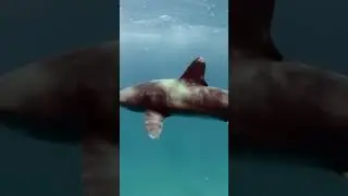Sharks' Unprecedented Exploration of Shallow Waters