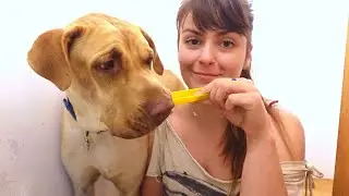 Foster dog helps me fix my house