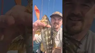 Fall calico bass in San Diego Bay #fishing #adventure #bassfishing #outdoors