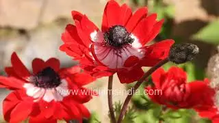 Anemone flowers in red and white, with cottony seed heads drying off and dispersing in the wind