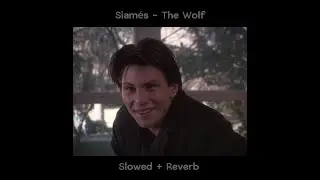 SIAMÉS - THE WOLF ( 𝕊𝕝𝕠𝕨𝕖𝕕 + ℝ𝕖𝕧𝕖𝕣𝕓 )