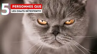 D&eacute;couvrez si votre Chat vous D&eacute;teste ! 5 Types de Personnes que les Chats D&Eacute;TESTENT