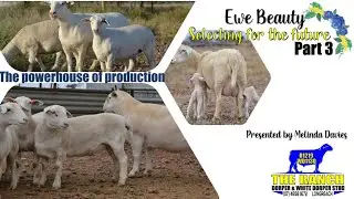 TheRanchStud Ewe Selection 3