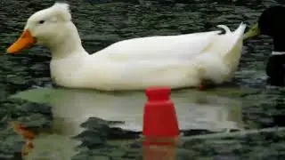 Crested Duck