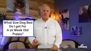 What Size Dog Bed Do I get For A 10 Week Old Puppy?