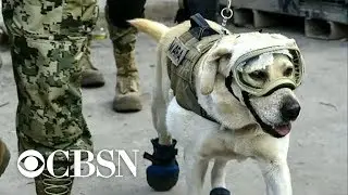 Frida the rescue dog, a symbol of hope after deadly Mexico earthquake, retires