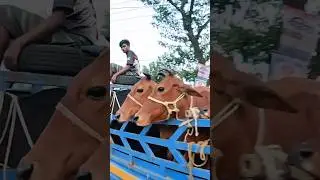 Many cow car videos 😊 #shorts #cow #cowvideos #cowcart