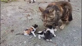 Котята очень громко мяукают маме - кошке