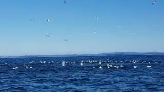Fish n Dips Charters - First days of winter, big gannet workup out in the Hauraki Gulf.