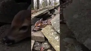 Man Rescues a Baby Deer Trapped Under Heavy Rocks 🦌🪨