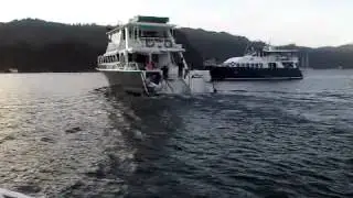 Pelagic Surf Charters