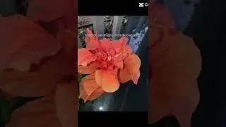 #music #song #sunset #flower #god