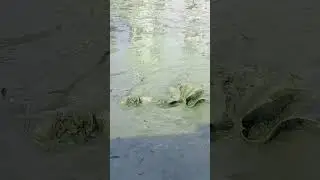 Best hand fishing video