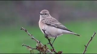 Pied Wheatear - Oenanthe pleschanka - Bonte Tapuit / Zwin - Knokke -  Belgium / November 4, 2025