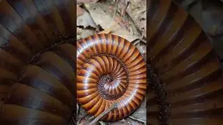 Удивительная гигантская многоножка крупным планом (Archirostreptus Gigas) #millipedes @mrkimsan