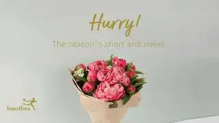 Peony Bouquets Delivery | Interflora NZ