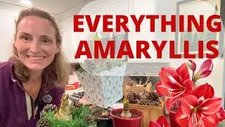 Простое выращивание луковиц амариллиса 🌺 Период покоя, пересадка в новые горшки, деление отростко...