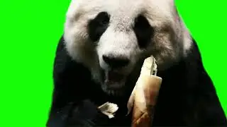 GREEN SCREEN CUTE PANDAS !!!!! #greenscreen @VfxKarki5 @vfxhd @vfxnaveed @GSA @GreenScreenBrasil