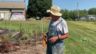 Training weeping Japanese maple trees.