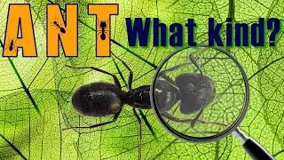 About Ants. What kind of species?