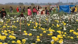 চাপরা ফুলের বাগান ..🌹💐#flowers #flower #ranaghat #chapra #photography #viral 