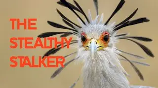 5 Unknown Facts About the Secretary Bird