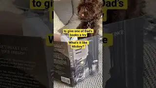 Mickey the cockapoo puppy&lsquo;s that bored he&rsquo;s reading a mystery thriller by his Dad #puppy #booktube