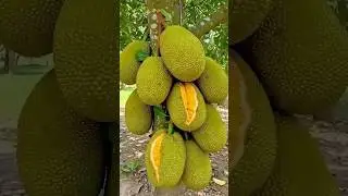 BEST  WAY Grow Jackfruit Trees Fast from Cuttings &ndash; Secret Tips Revealed