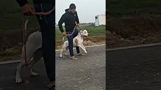 Pakistani Bully New video|| Pakistani Bully #bully #pakistani #newsong #song