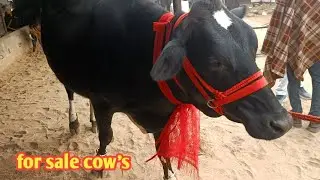 Top cross breed cow || for sale cow's cross || Ram Swaroop ji ki Dairy